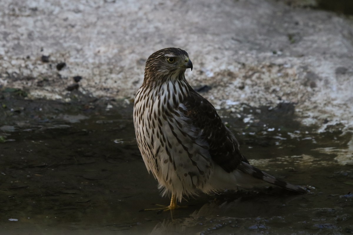 Cooper's Hawk - ML644841059