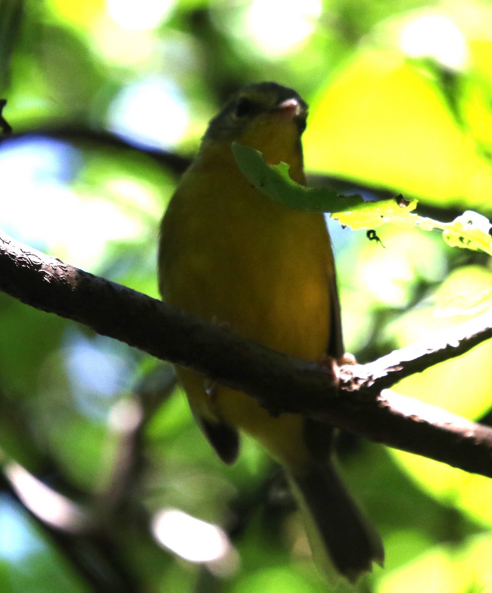 Golden-crowned Warbler - ML644841073