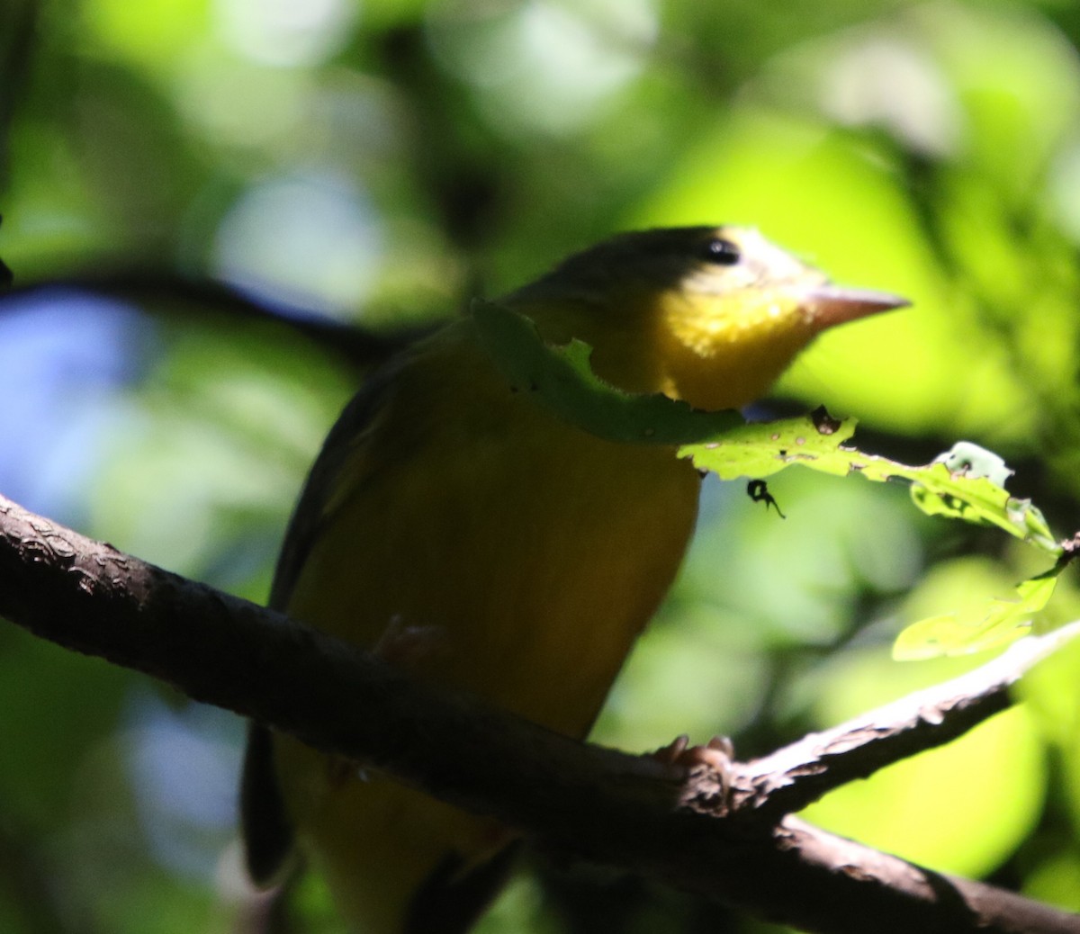 Golden-crowned Warbler - ML644841075