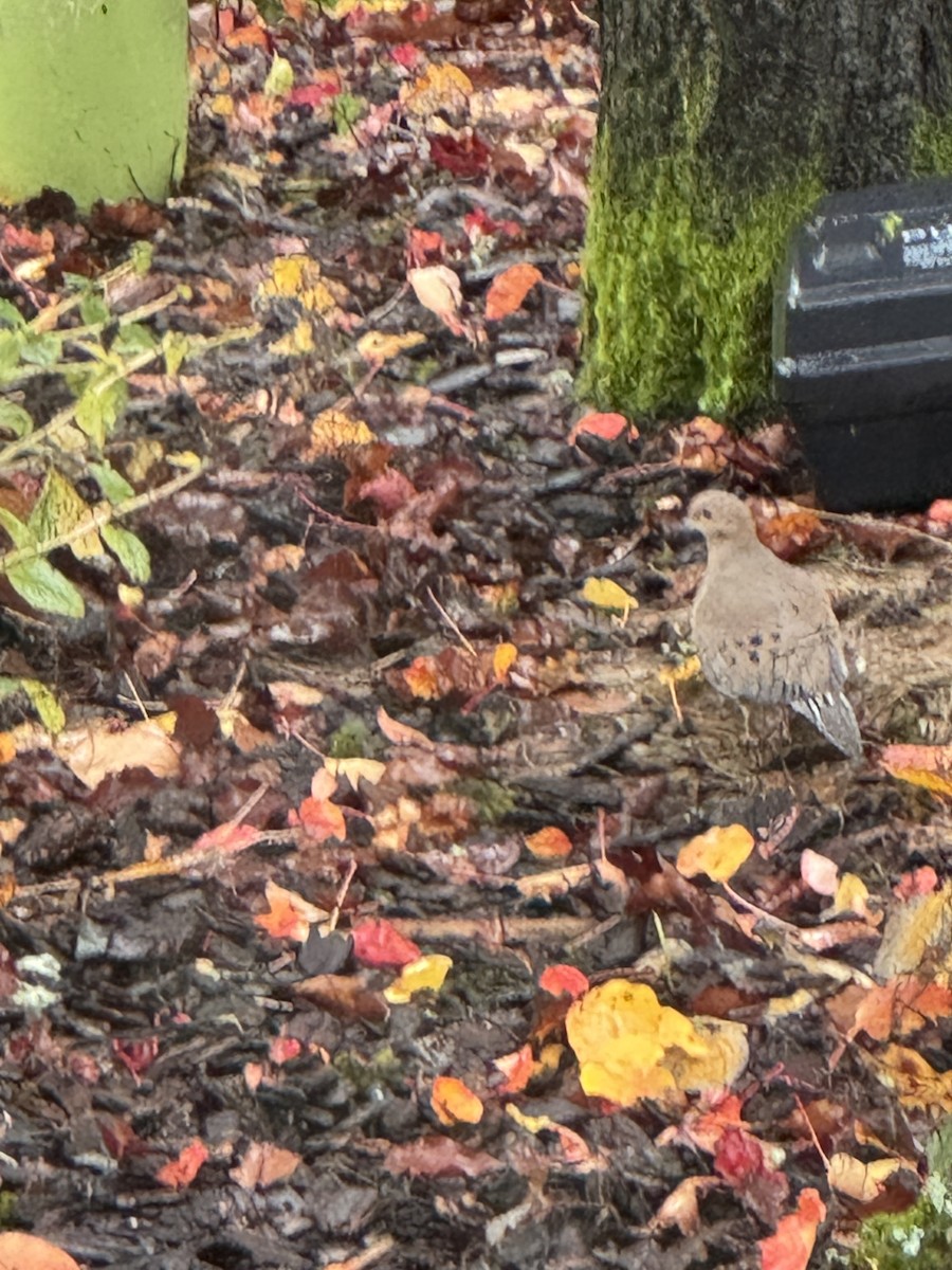 ナゲキバト - ML644841082