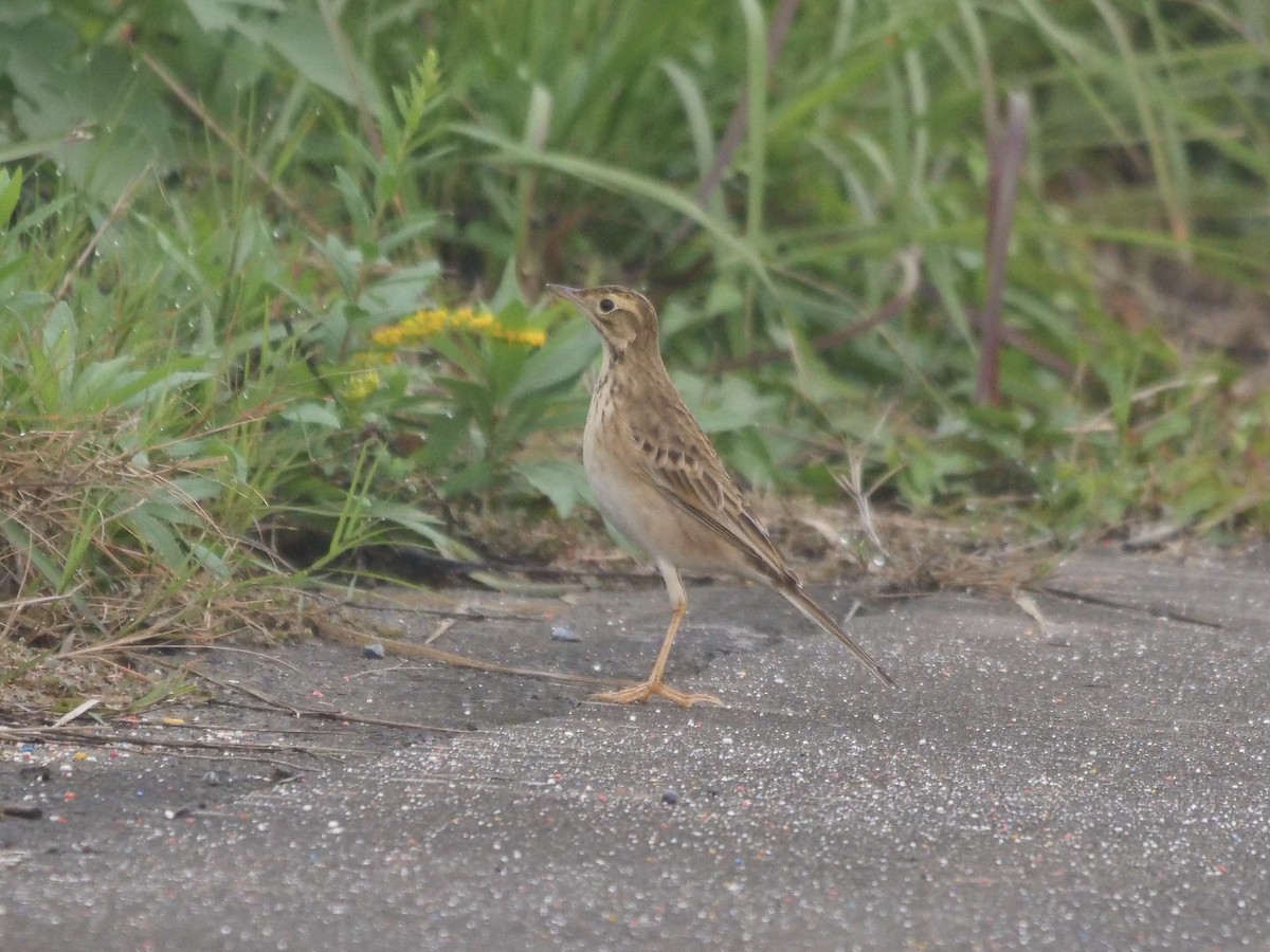 Richard's Pipit - ML644841083