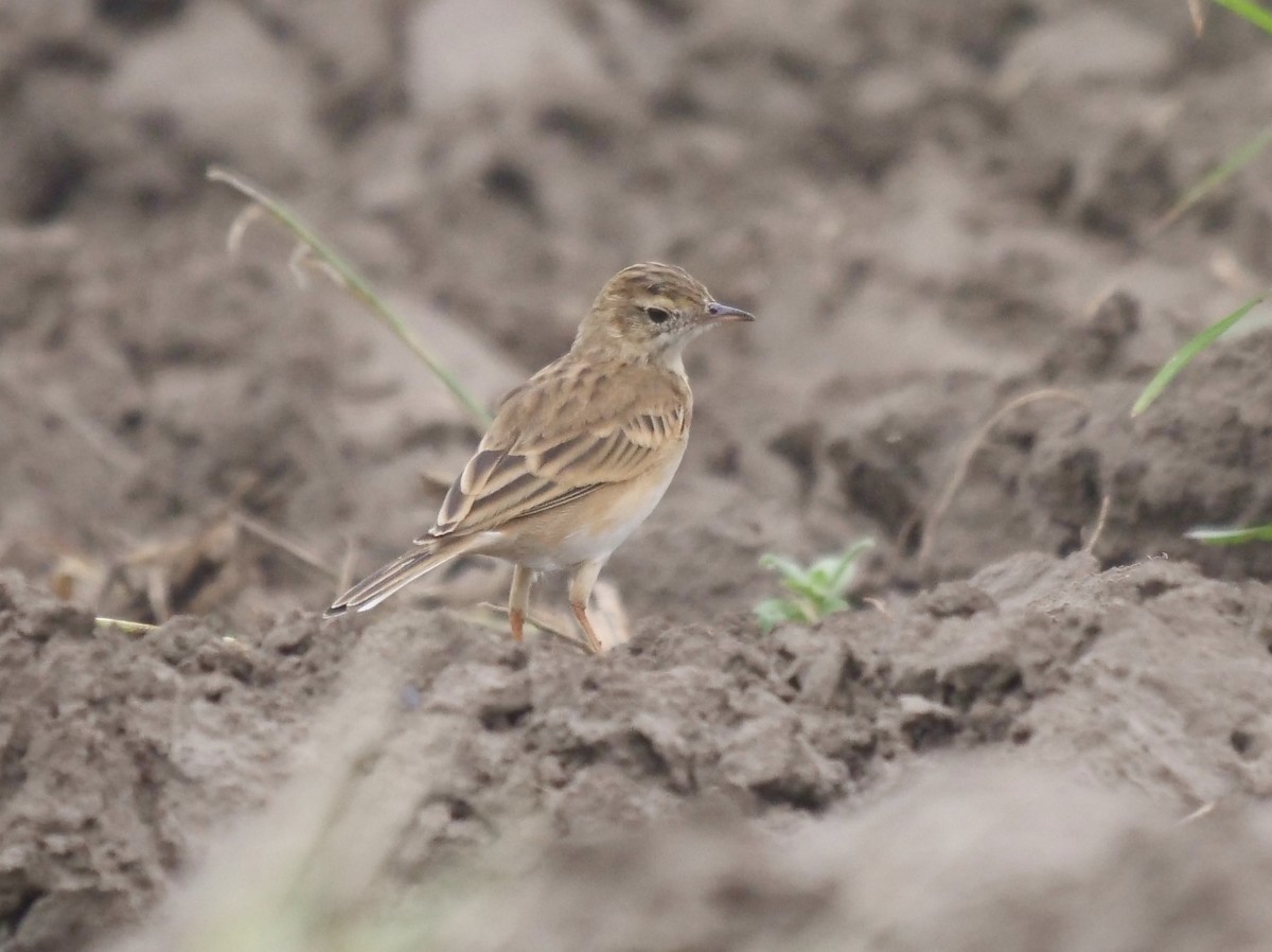Richard's Pipit - ML644841084
