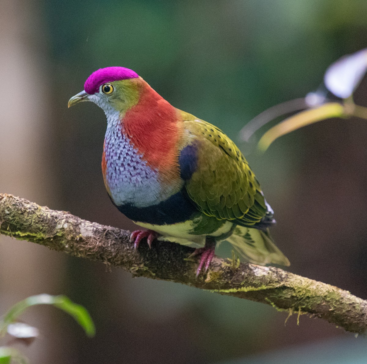 Superb Fruit-Dove - ML644841097