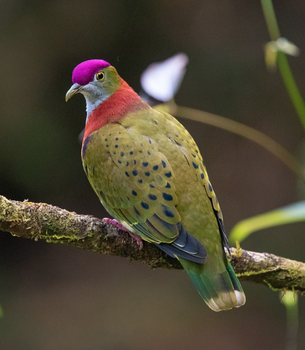 Superb Fruit-Dove - ML644841098