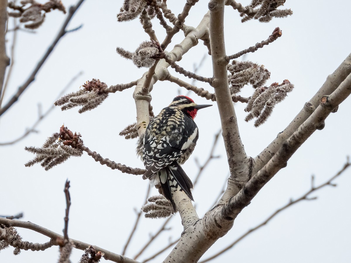 kanadasevjespett - ML644841122