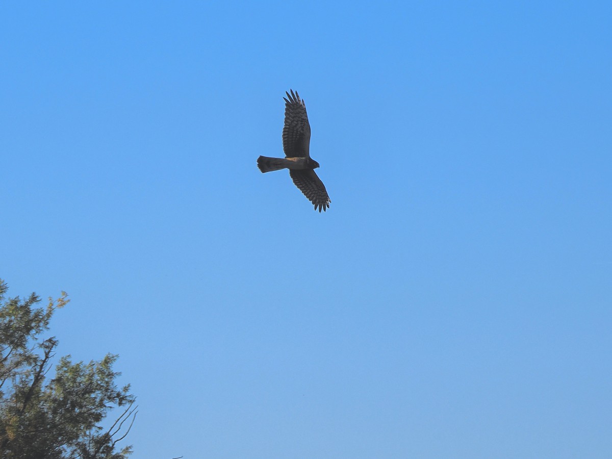 Northern Harrier - ML644841127