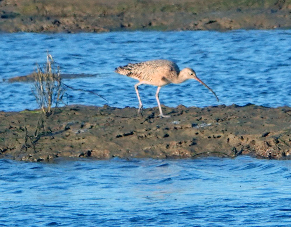 Long-billed Curlew - ML644841128