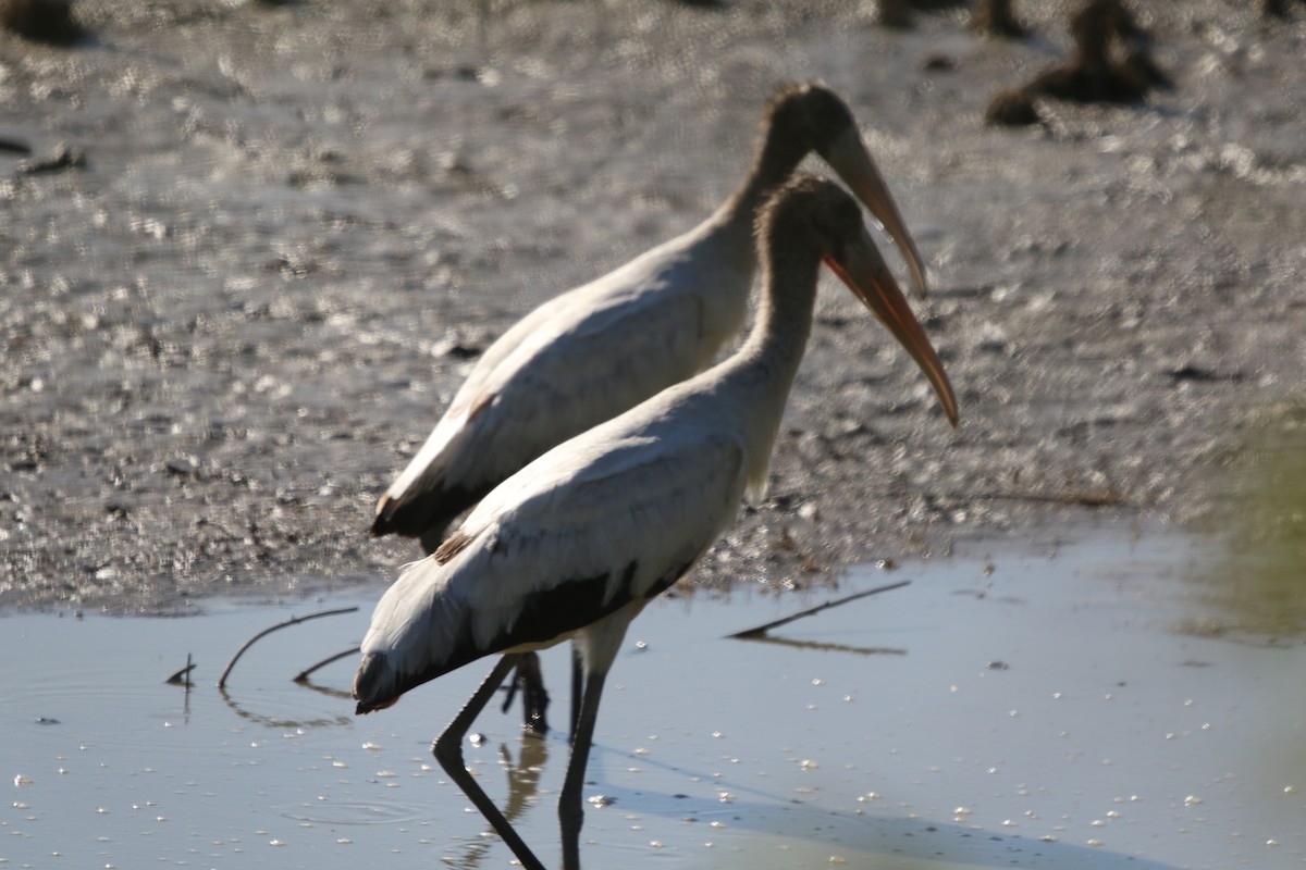 Wood Stork - ML644841140