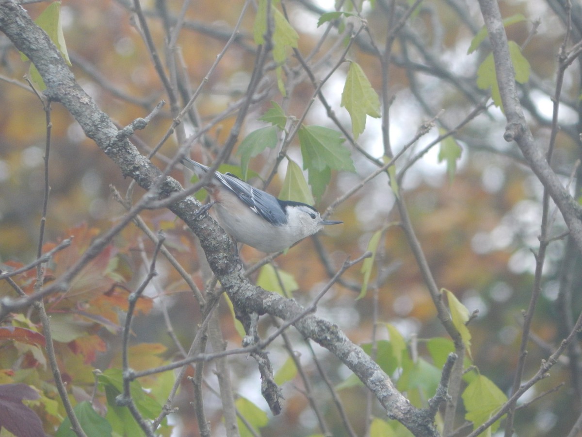 White-breasted Nuthatch - ML644841141