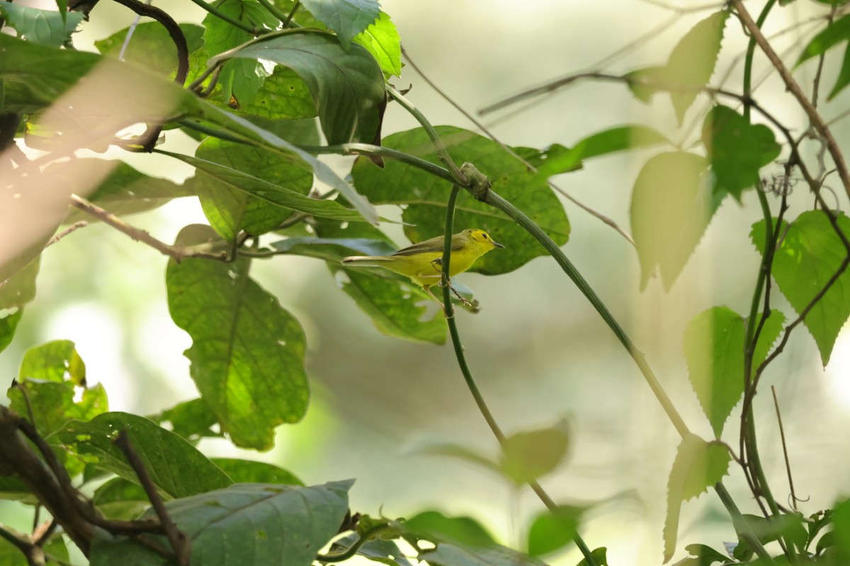 Hooded Warbler - ML644841148