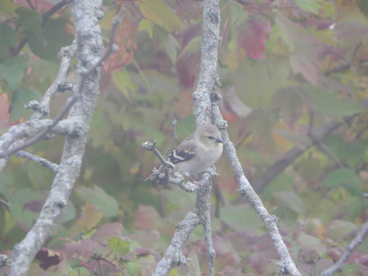 American Goldfinch - ML644841152