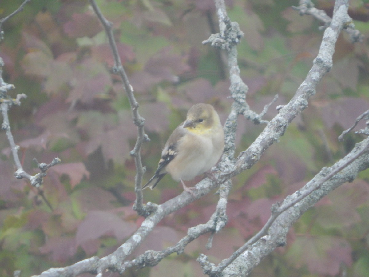 American Goldfinch - ML644841153