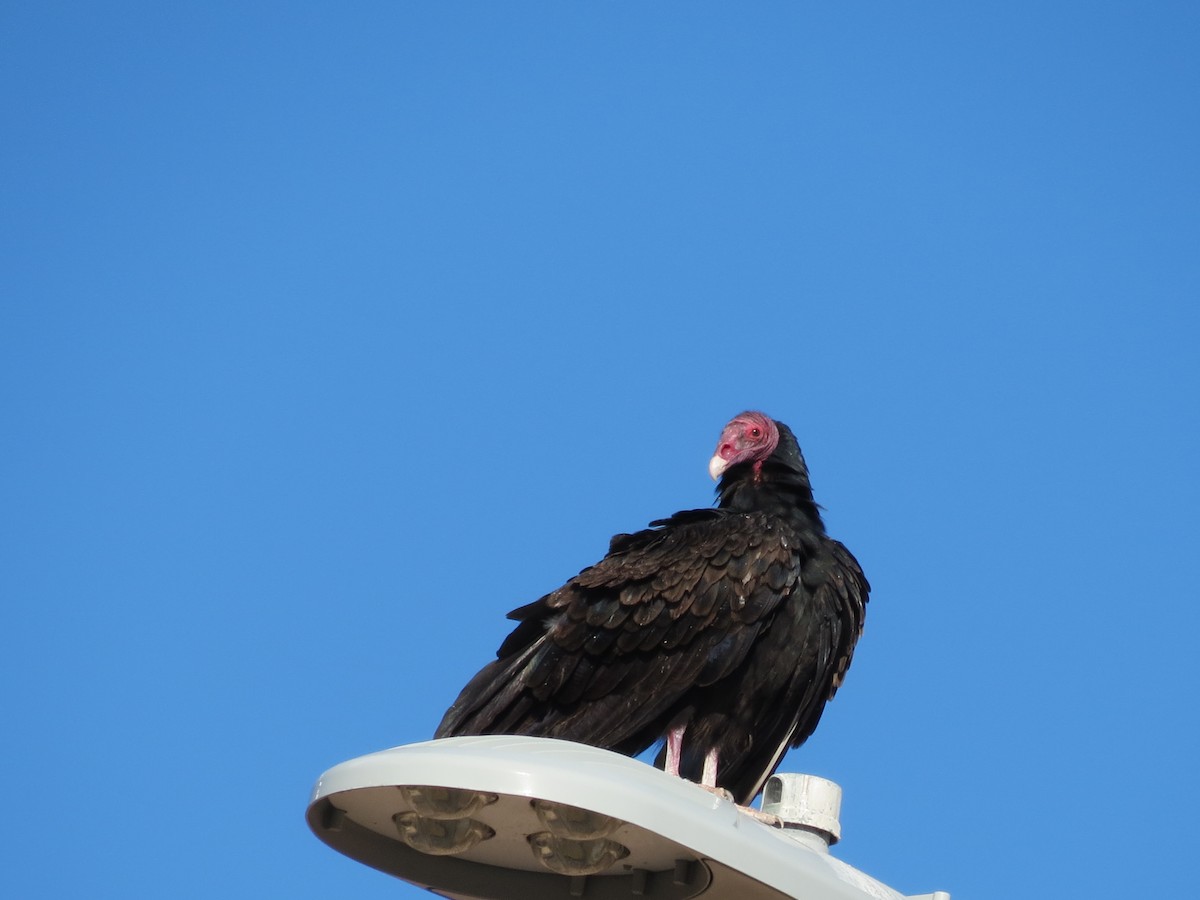 Turkey Vulture - ML644841154