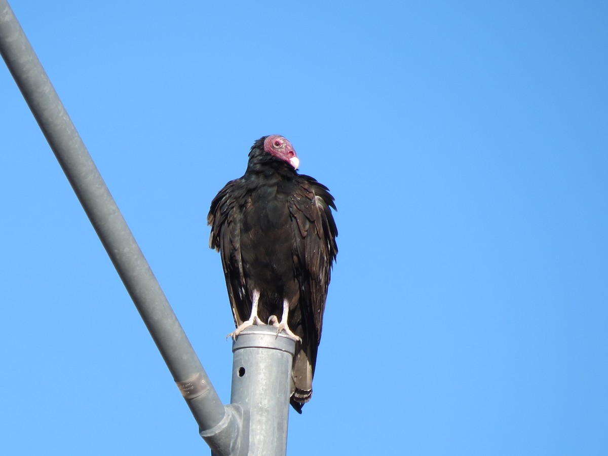 Turkey Vulture - ML644841155