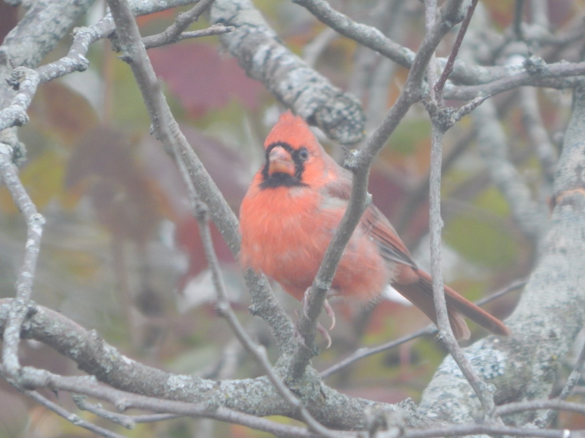 Northern Cardinal - ML644841156