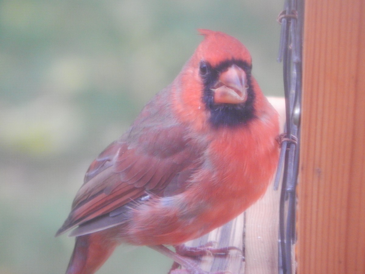 Northern Cardinal - ML644841157