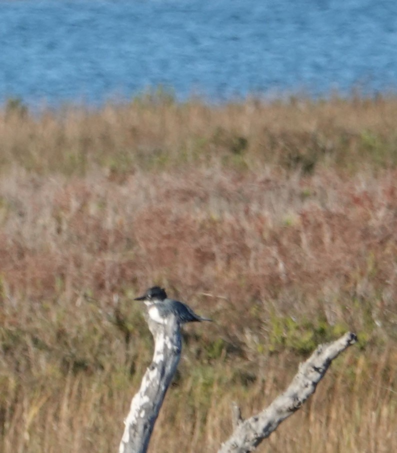 Belted Kingfisher - ML644841158