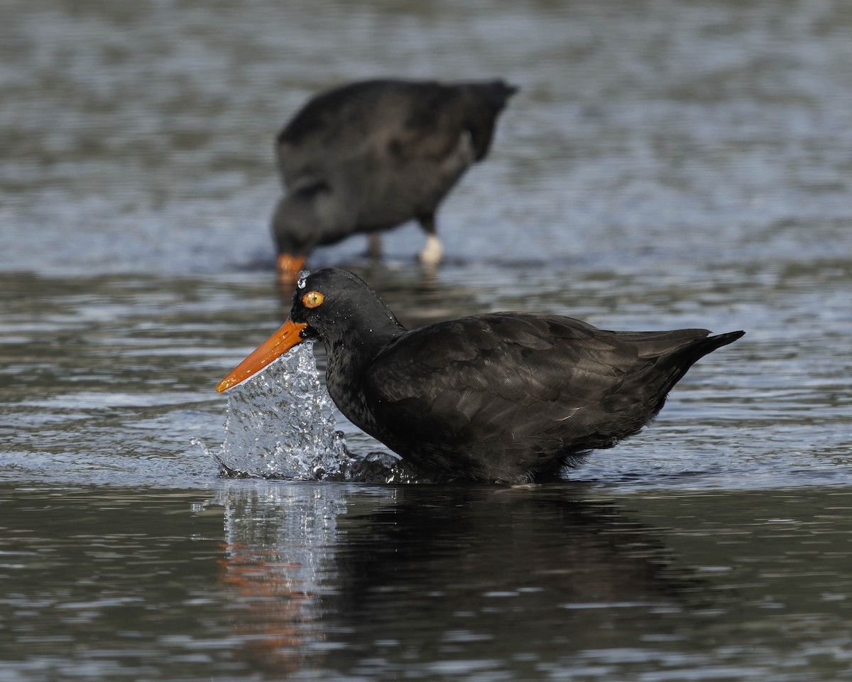 Black Oystercatcher - ML644841159