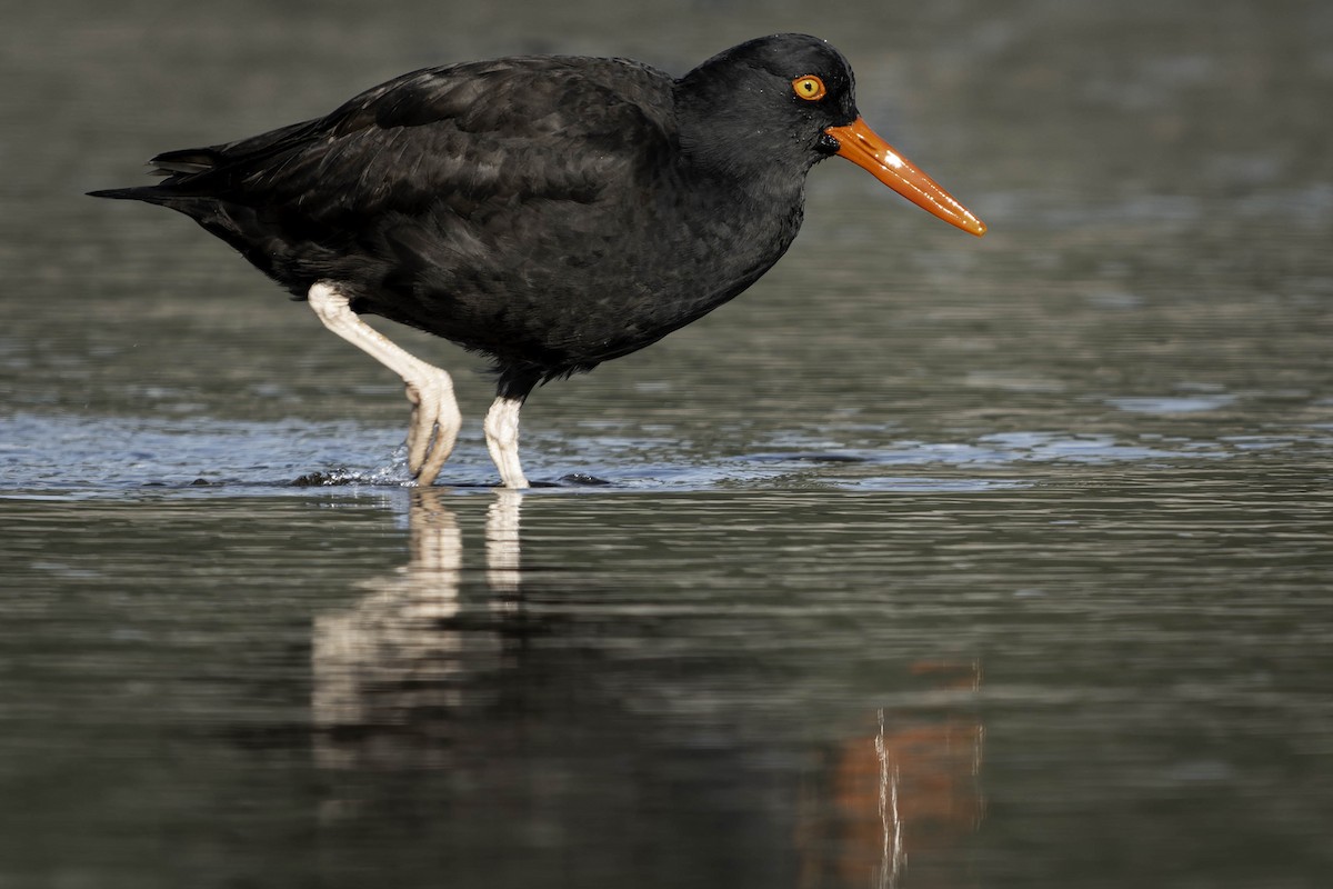 Black Oystercatcher - ML644841160