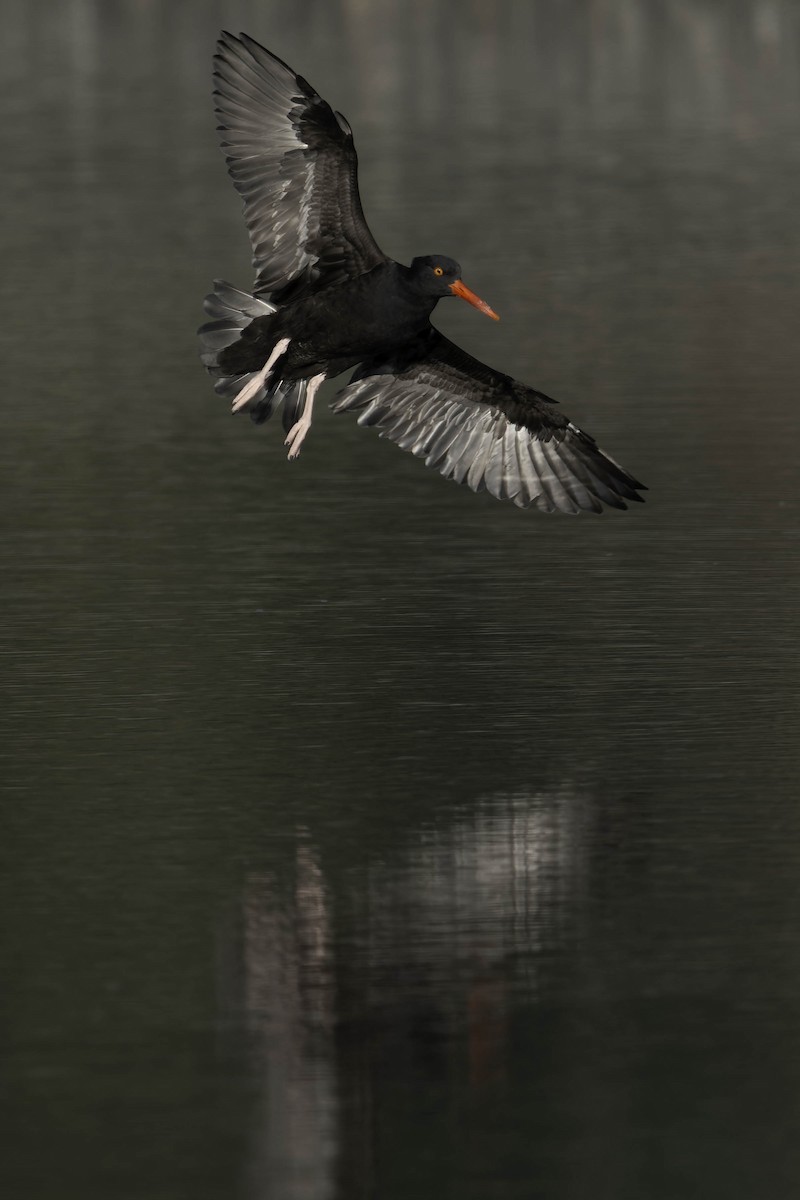 Black Oystercatcher - ML644841161