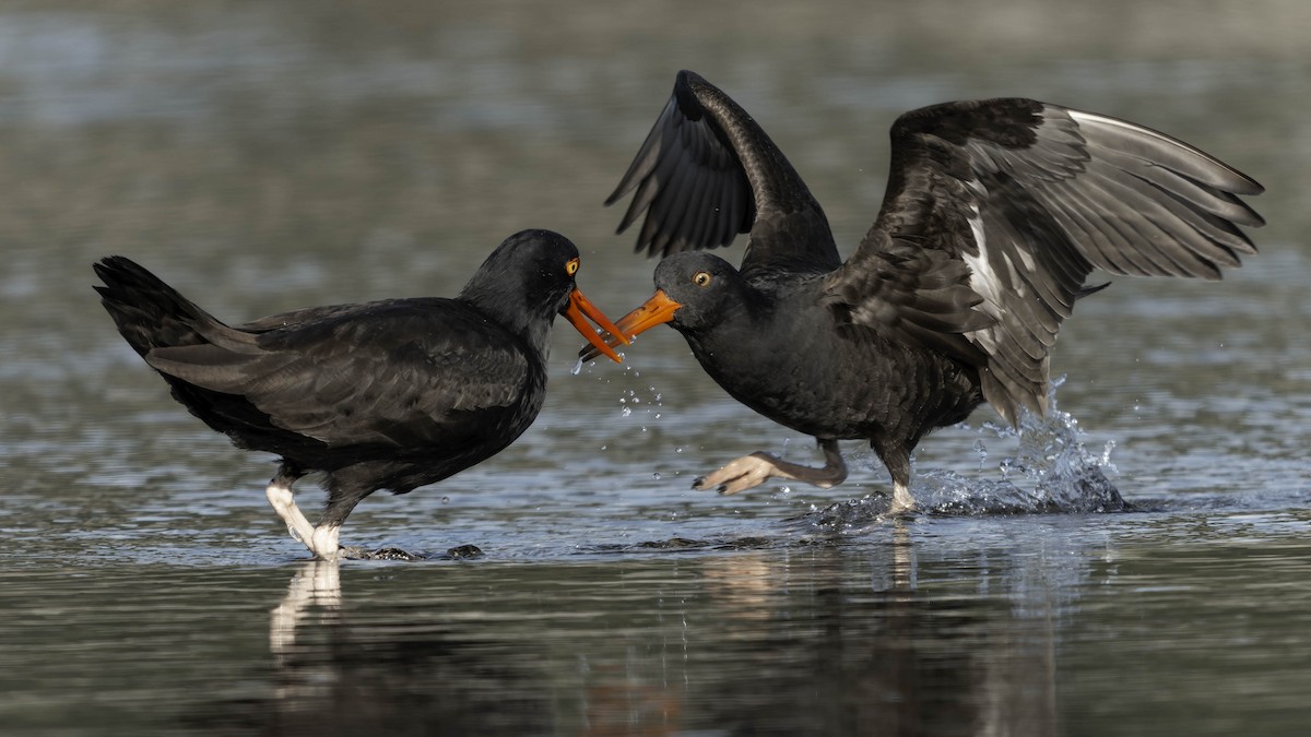 Black Oystercatcher - ML644841162