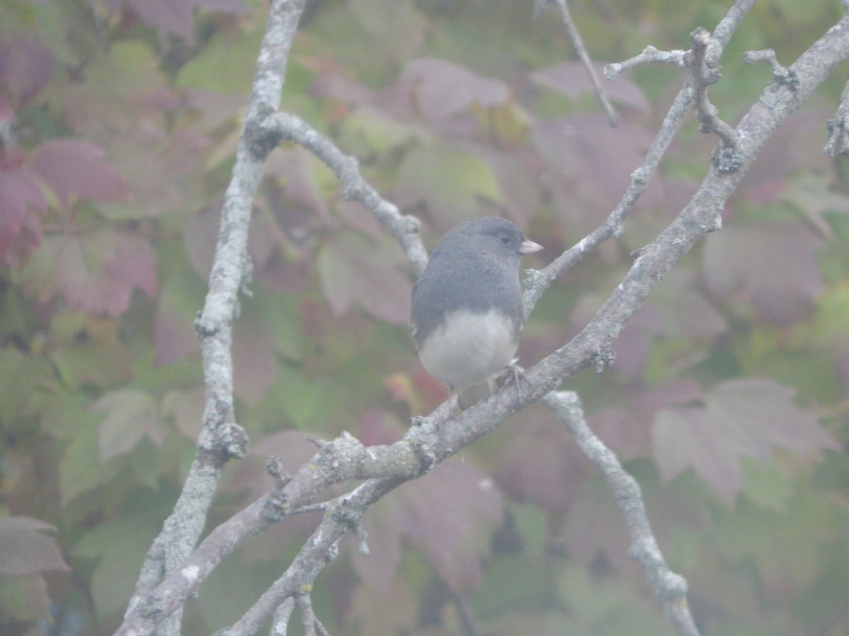 Dark-eyed Junco - ML644841164