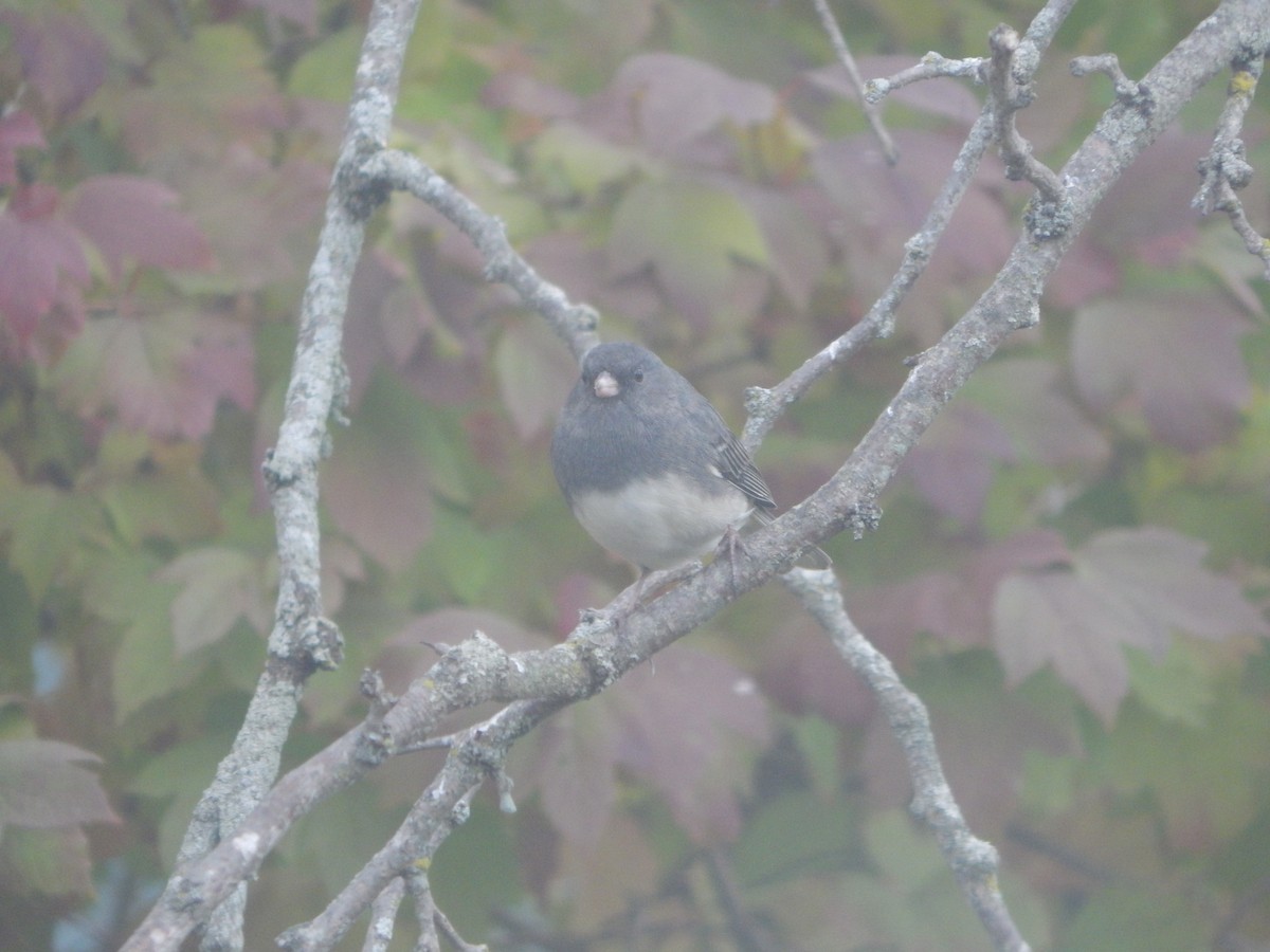 Dark-eyed Junco - ML644841165