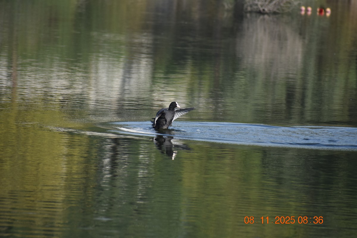 Eurasian Coot - ML644841169