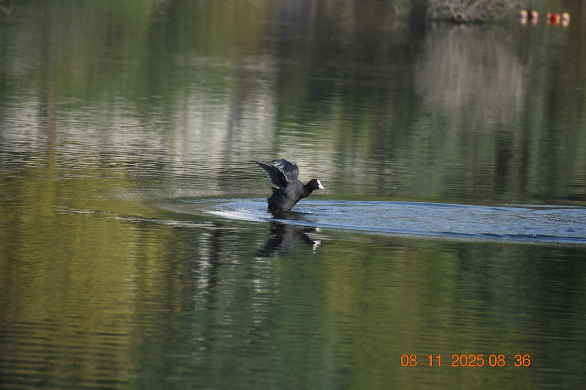 Eurasian Coot - ML644841170