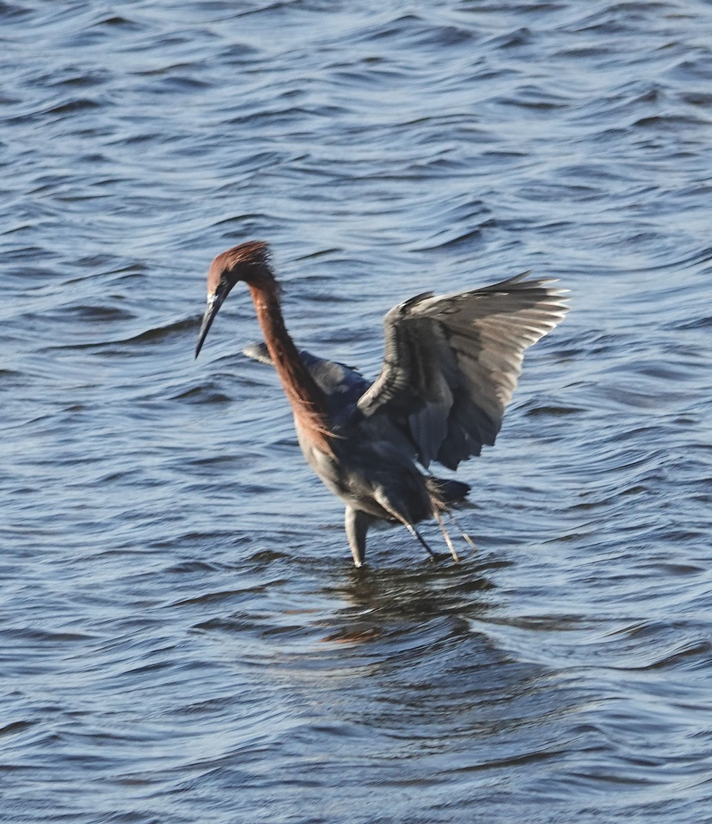 Reddish Egret - ML644841172