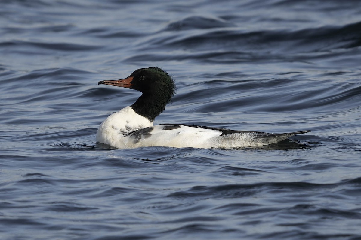 Common Merganser - ML644841174