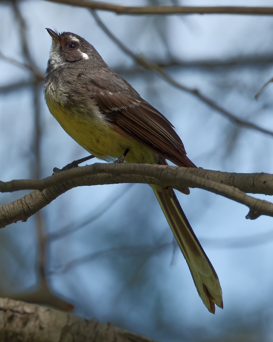 Gray Fantail - ML644841179