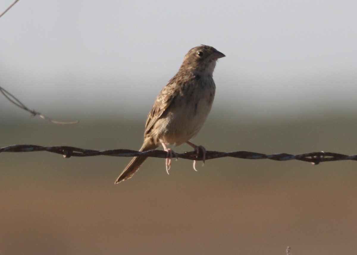 Cassin's Sparrow - ML644841180