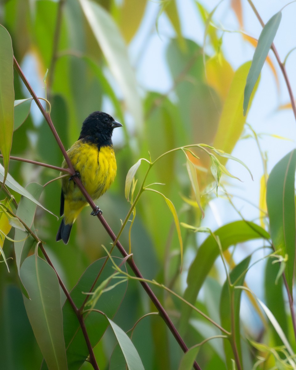 Yellow-bellied Siskin - ML644841182