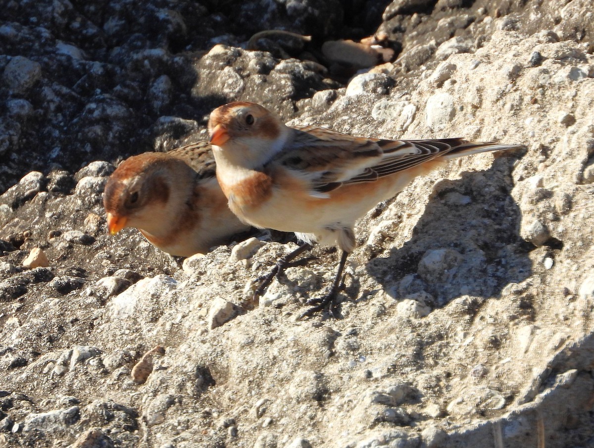 גיבתון שלג - ML644841187