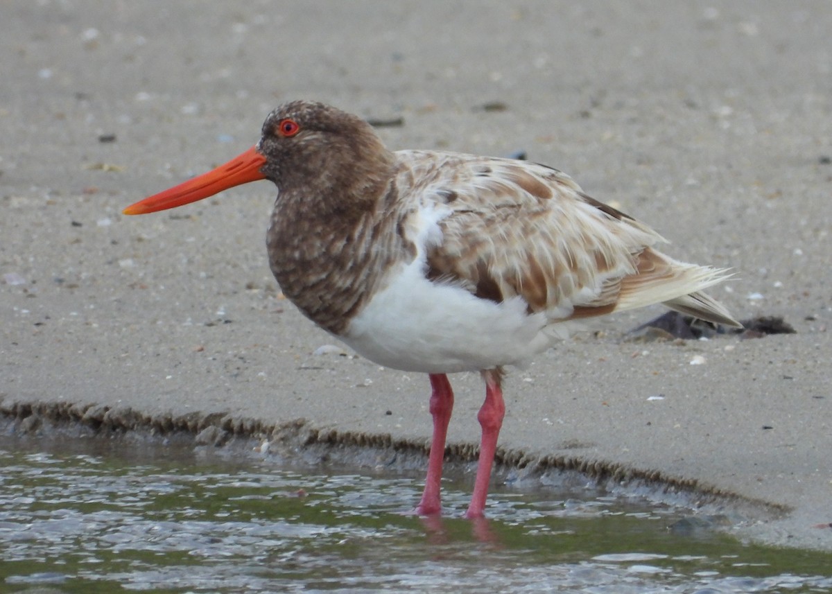 Pied Oystercatcher - ML644841192