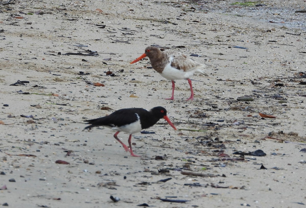 Pied Oystercatcher - ML644841193