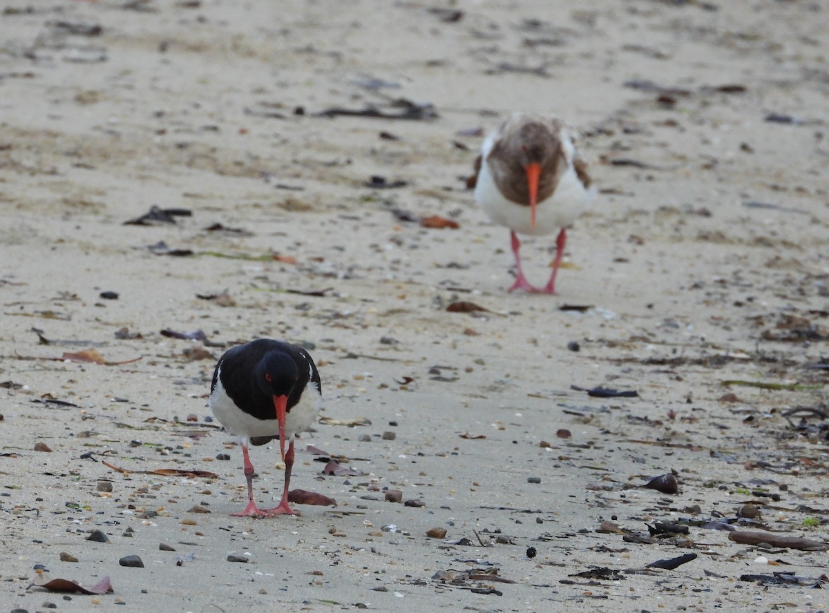 Pied Oystercatcher - ML644841194