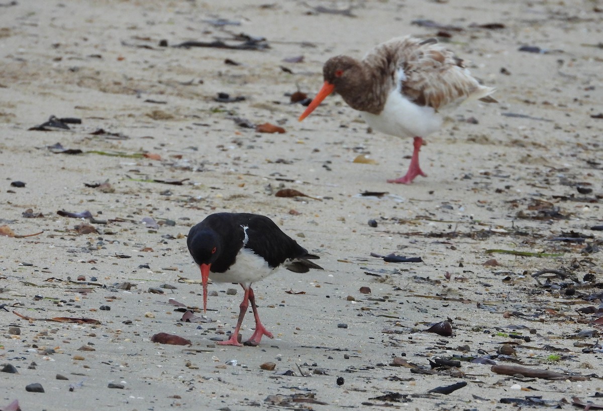 Pied Oystercatcher - ML644841195