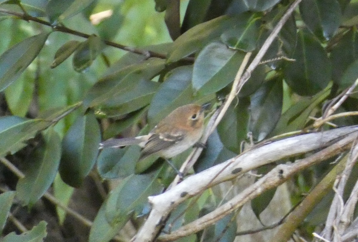 Oahu Elepaio - ML644841198