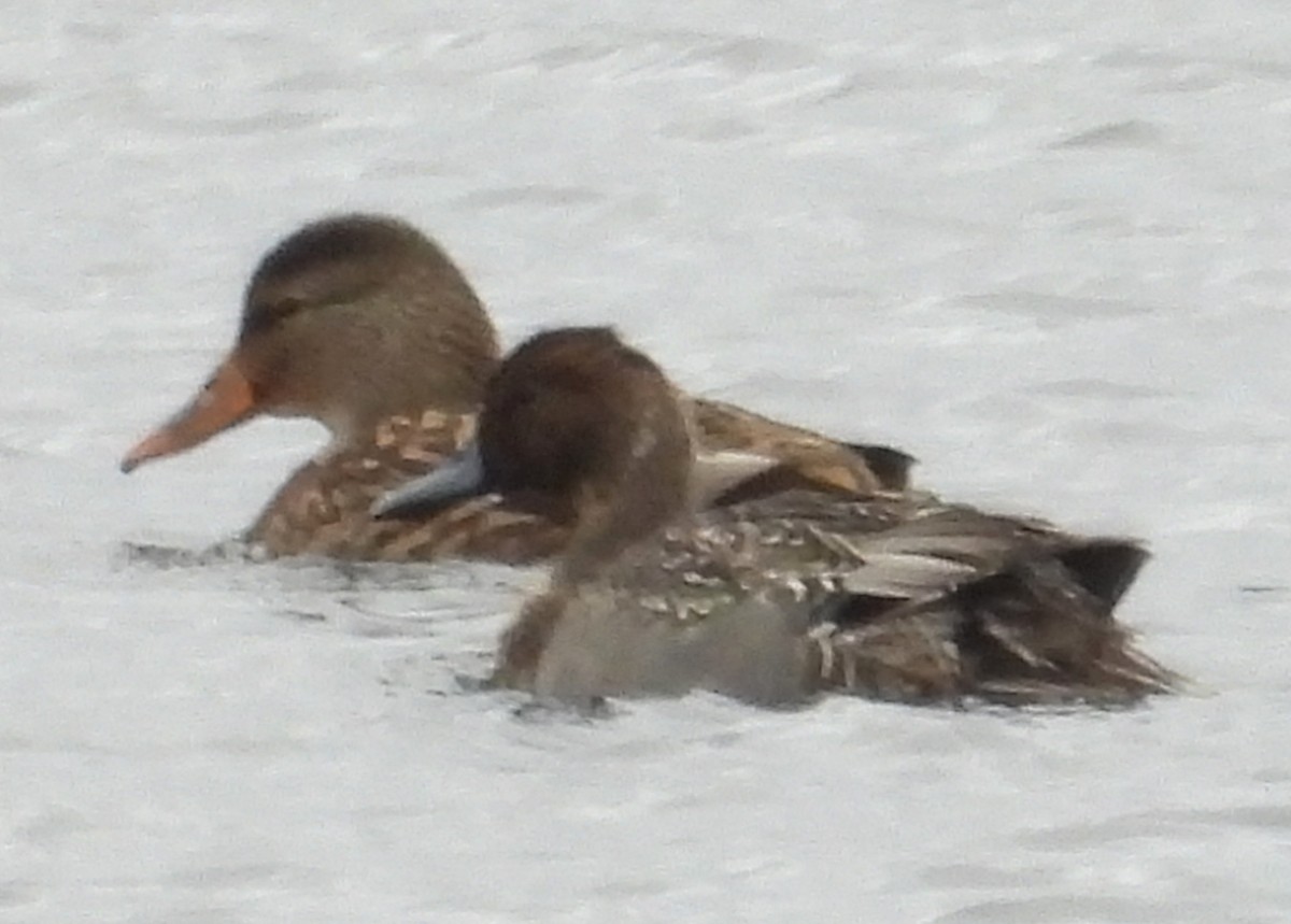 Northern Pintail - ML644841203