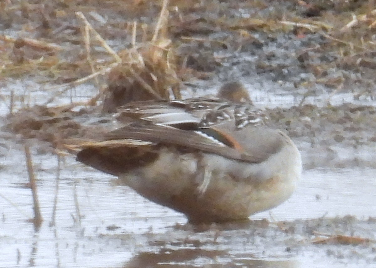 Northern Pintail - ML644841204