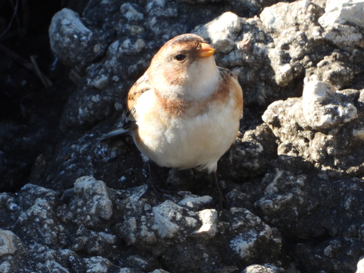 גיבתון שלג - ML644841217