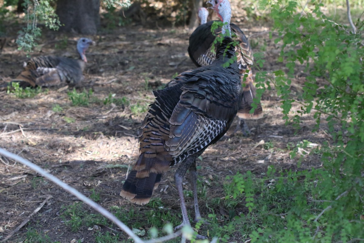 Wild Turkey - ML644841224