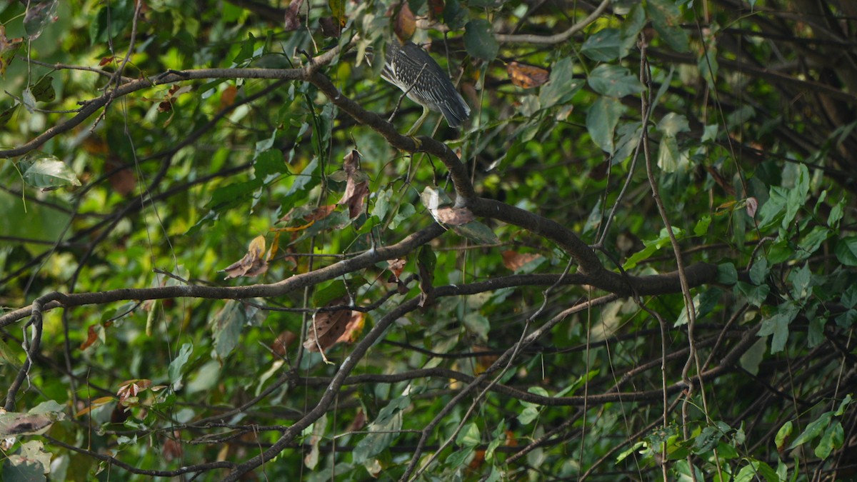 Little Heron - ML644841230
