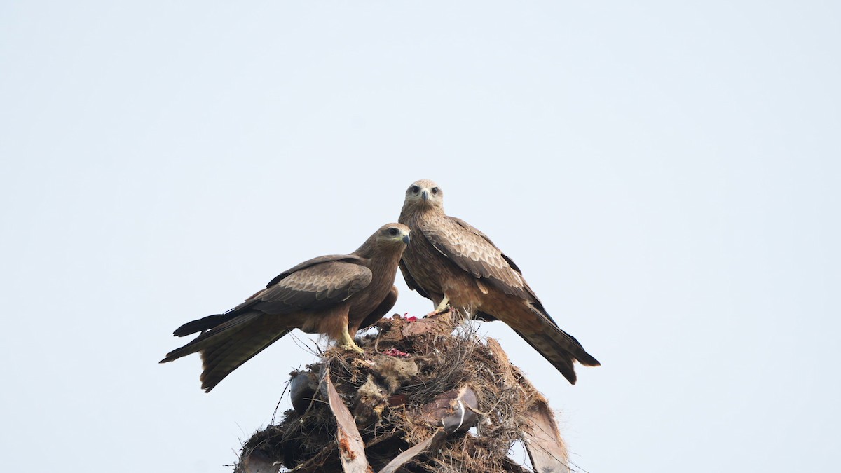 Black Kite - ML644841235