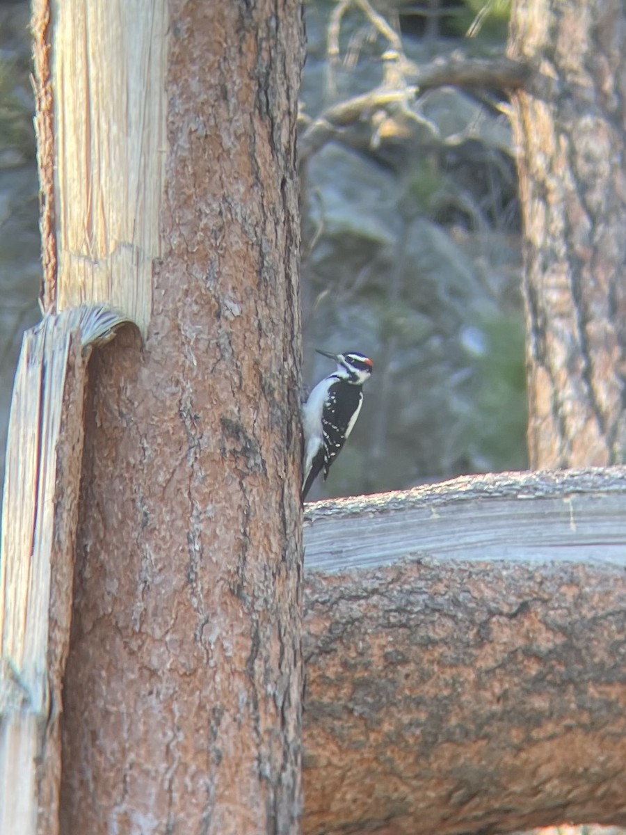 Hairy Woodpecker - ML644841240