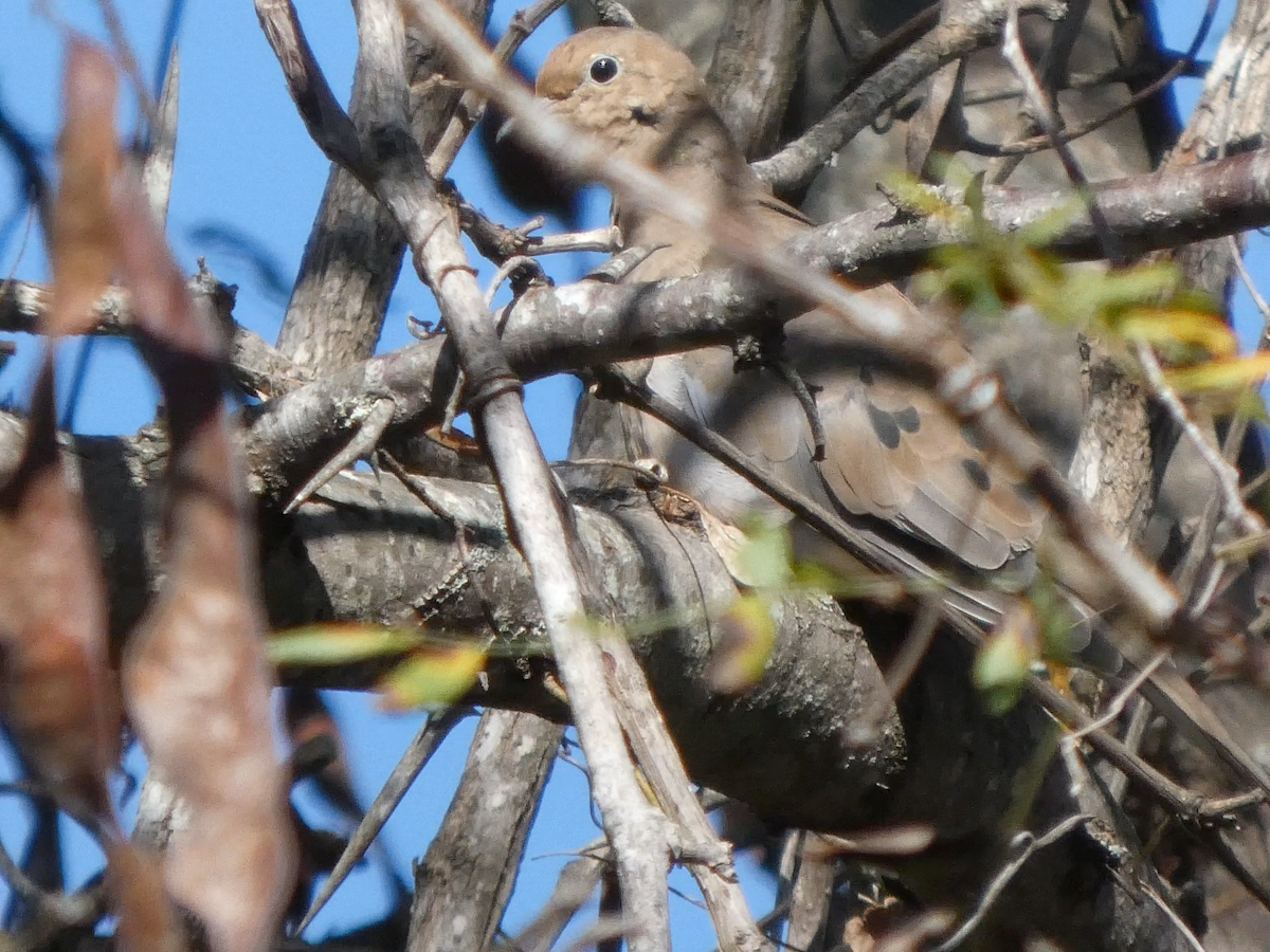 ナゲキバト - ML644841241