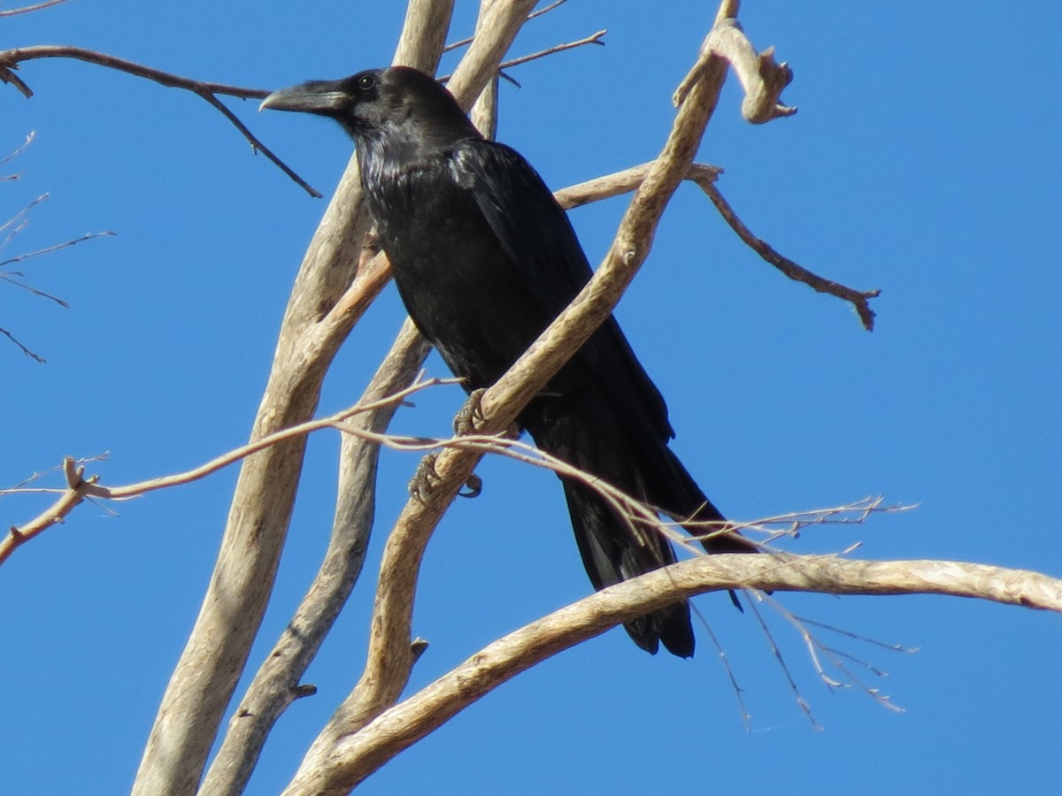 Common Raven - ML644841242