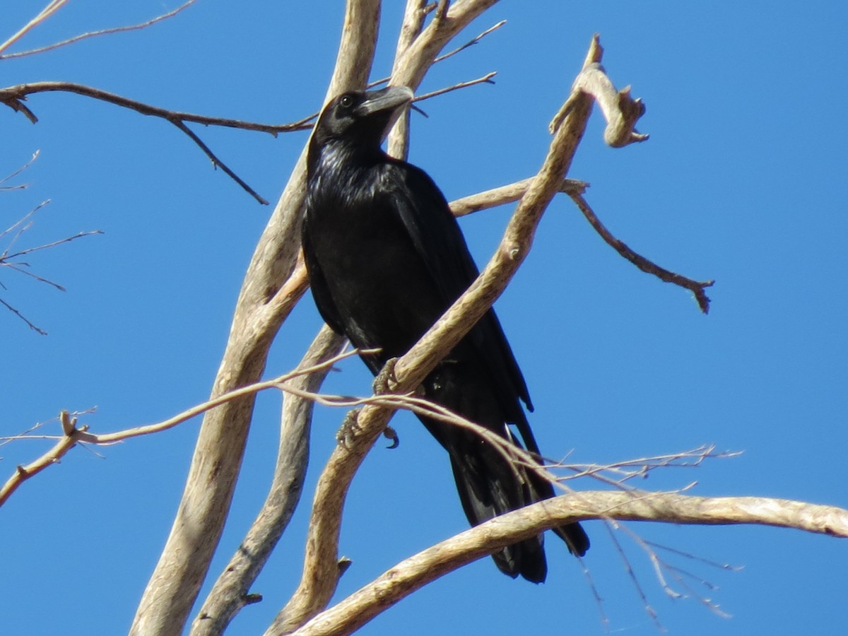 Common Raven - ML644841243